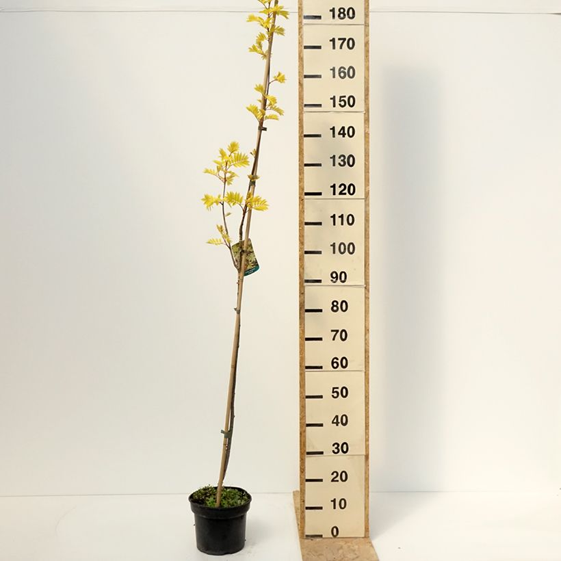 Sorbus aucuparia Dirkenii - Serbal de cazadores Maceta 4L/5L Ejemplar entregado en la primavera