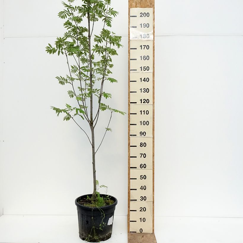 Sorbus aucuparia Fingerprint - Serbal de cazadores Maceta 30L/35L Ejemplar entregado en la primavera