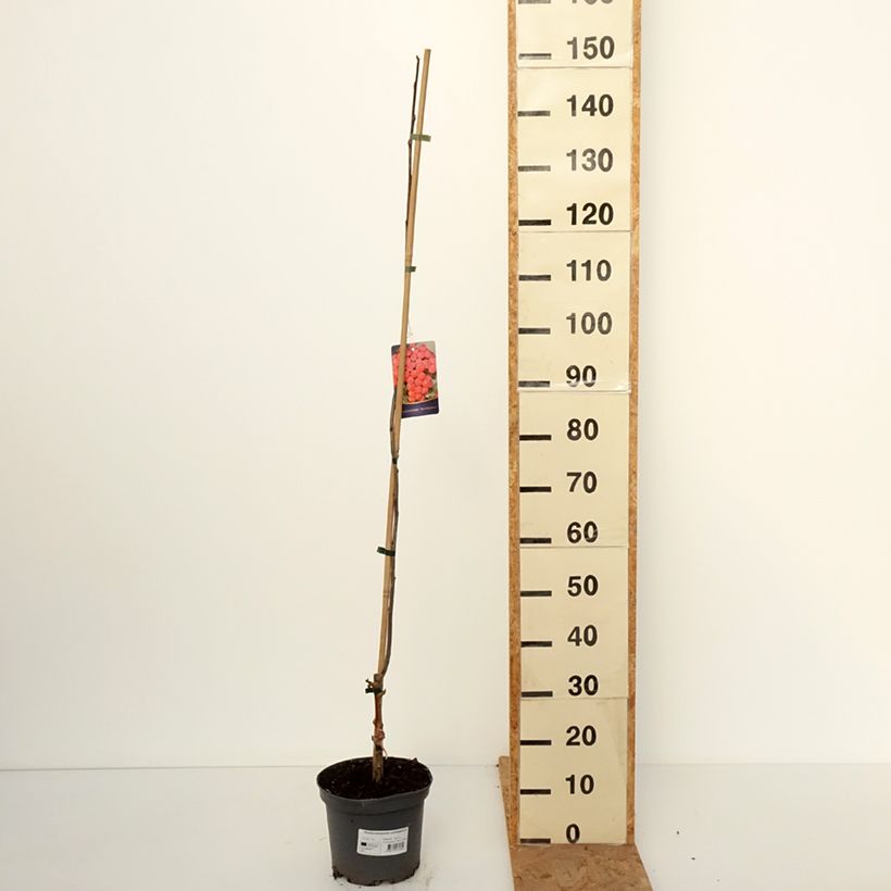 Ejemplar de Sorbier hybride - Sorbocotoneaster pozdnjakovii Pot de 4L/5L entregado en otoño