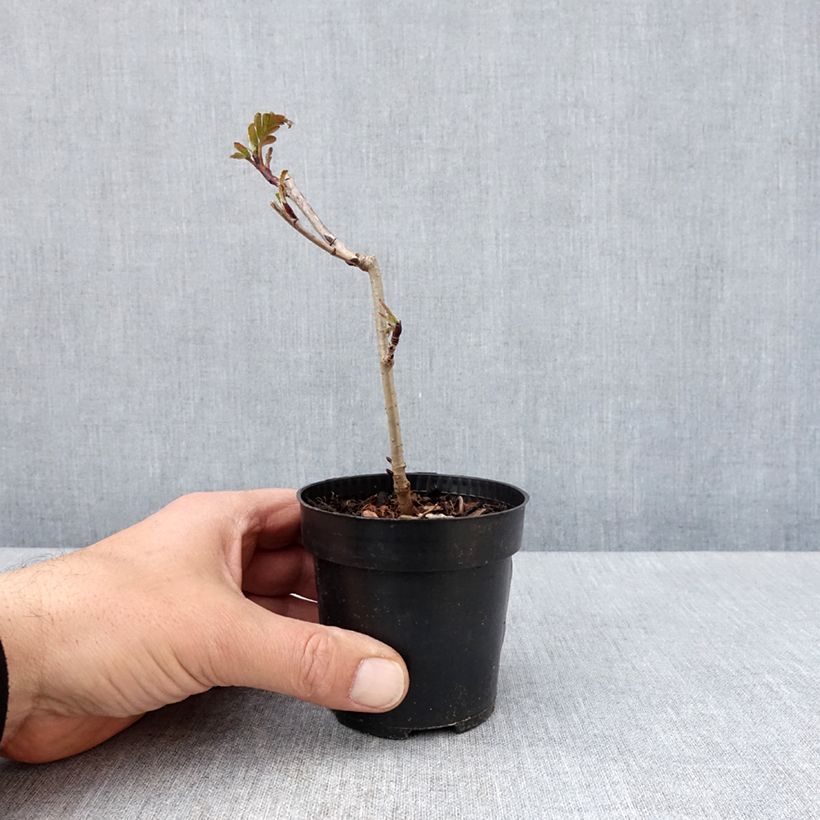 Sorbaronia fallax Burka Maceta de 8/9 cm Ejemplar entregado en la primavera