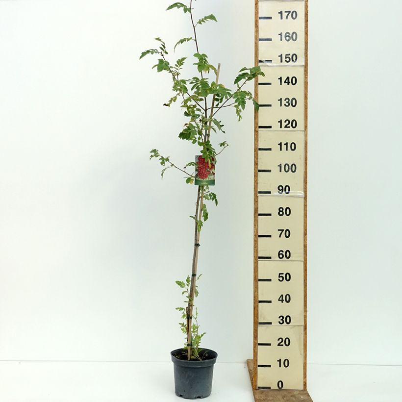 Ejemplar de Crataegosorbus Grananatnaja Maceta 4L/5L entregado en verano