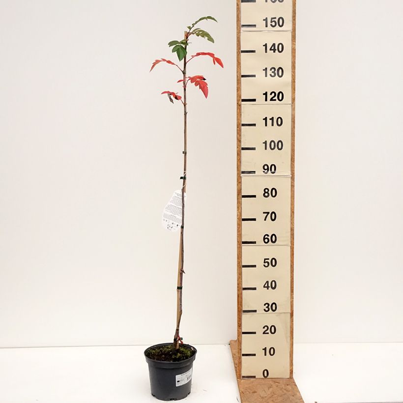 Ejemplar de Sorbus Rubinowaja - Serbal Maceta 4L/5L entregado en otoño