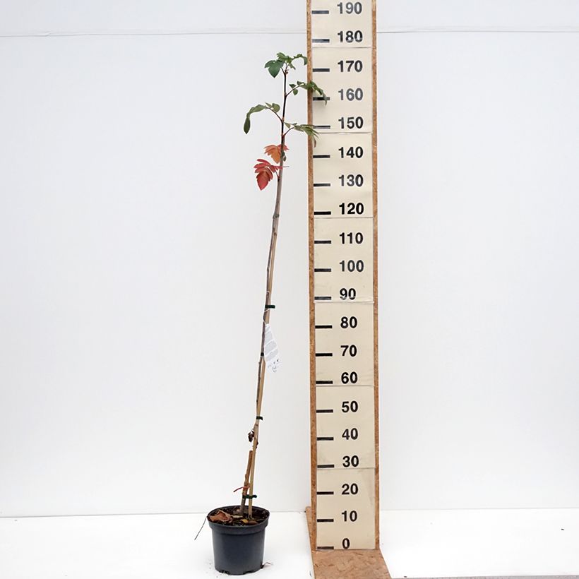 Ejemplar de Sorbaronia Titan Maceta 4L/5L entregado en otoño