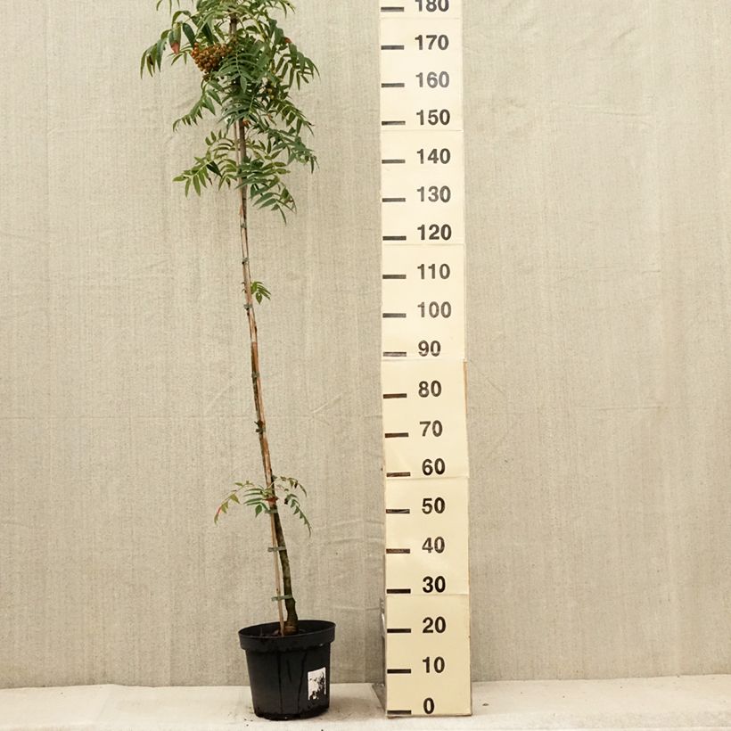 Ejemplar de Sorbus commixta var. ulleungensis Dodong (Olympic Flame) Maceta 7,5L/10L, Arból joven entregado en verano