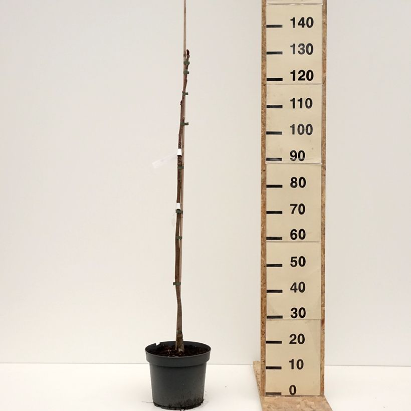 Sorbus commixta var. ulleungensis Dodong (Olympic Flame) Maceta 7,5L/10L Ejemplar entregado en invierno