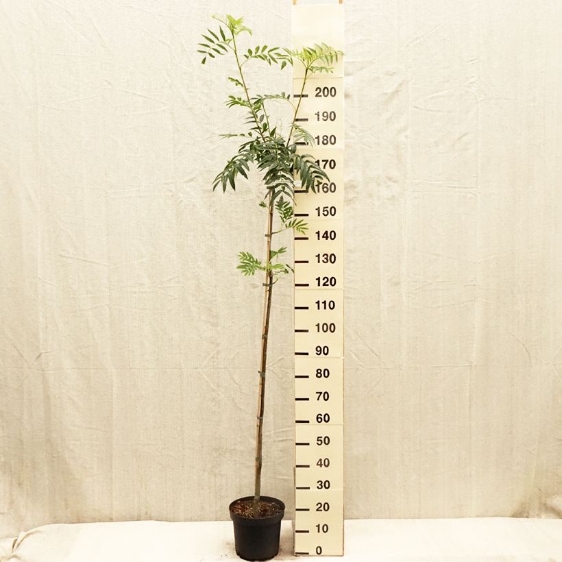 Sorbus commixta var. ulleungensis Dodong (Olympic Flame) Maceta 7,5L/10L, Arból joven Ejemplar entregado en la primavera