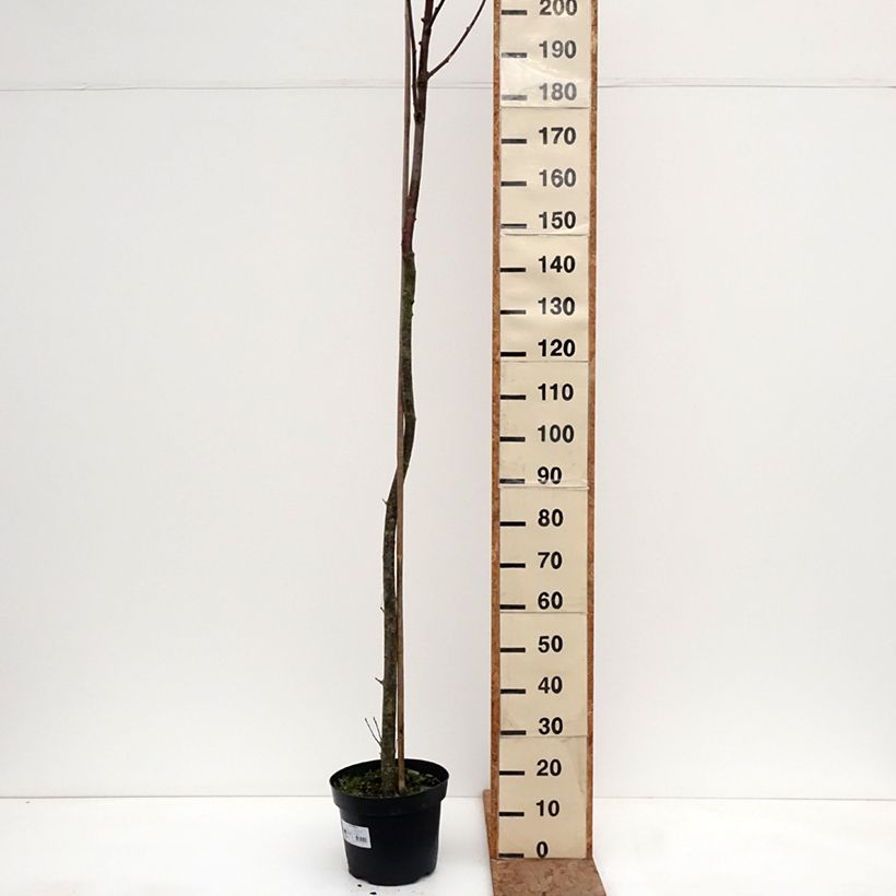Sorbus filipes - Serbal Maceta 4L/5L, Tallo Ejemplar entregado en invierno