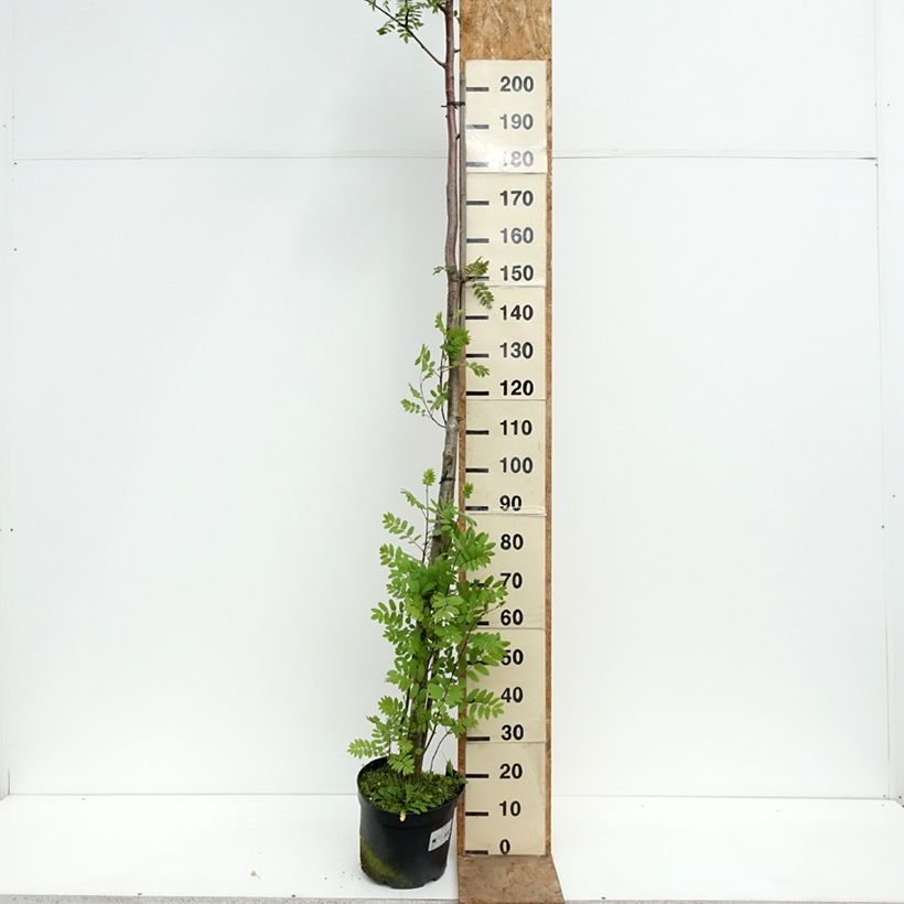 Sorbus filipes - Serbal Maceta 4L/5L, Tallo Ejemplar entregado en la primavera
