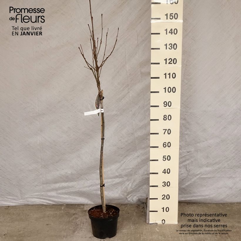 Sorbus arnoldiana Pink Veil - Serbal Maceta 4L/5L Ejemplar entregado en invierno