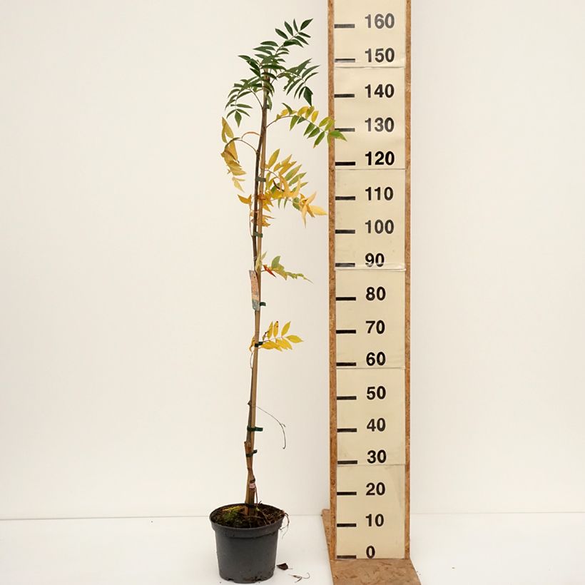 Ejemplar de Sorbus x arnoldiana Copper Glow - Serbal Maceta 4L/5L entregado en otoño