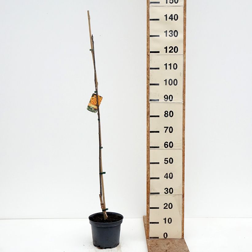 Sorbus x arnoldiana Copper Glow - Serbal Maceta 4L/5L Ejemplar entregado en invierno