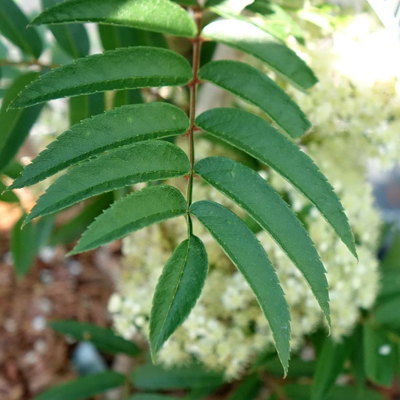 Sorbus aucuparia Autumn Spire - Serbal de cazadores (Follaje)