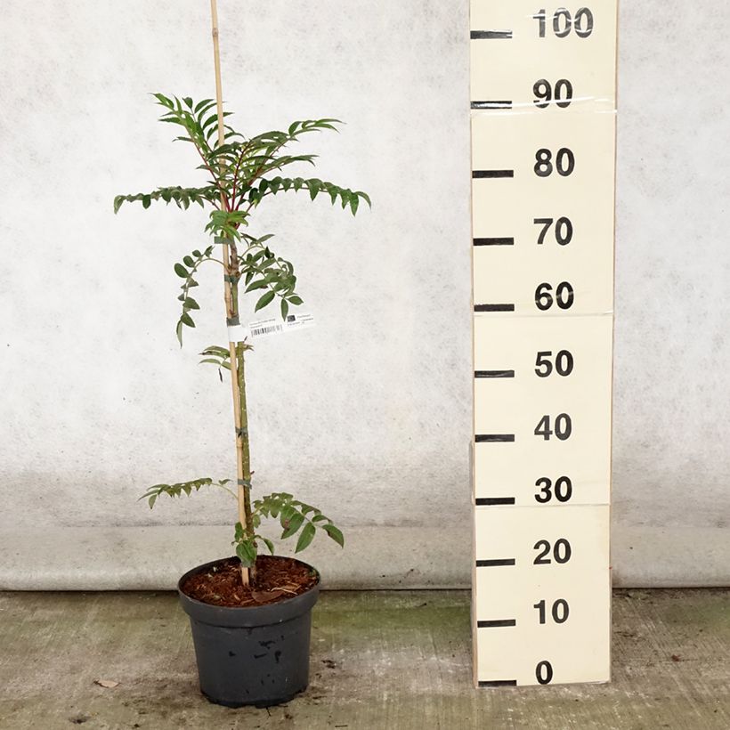 Ejemplar de Sorbus aucuparia Autumn Spire - Serbal de cazadores Maceta 4L/5L entregado en verano