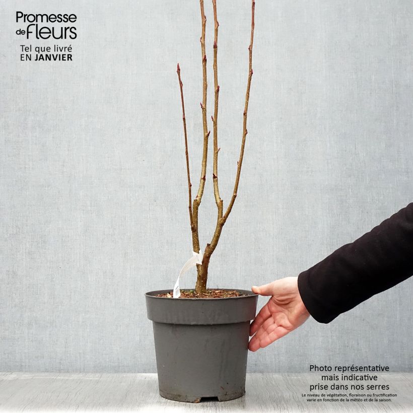 Sorbus aucuparia Autumn Spire - Serbal de cazadores Maceta 4L/5L Ejemplar entregado en invierno