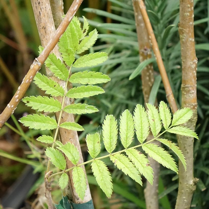 Sorbus matsumurana - Serbal (Follaje)