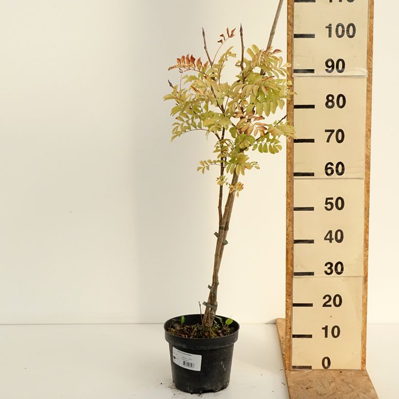 Ejemplar de Sorbus matsumurana - Serbal Maceta 4L/5L entregado en verano