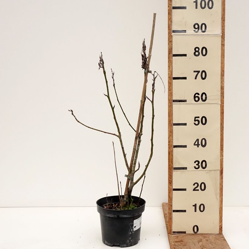 Sorbus matsumurana - Serbal Maceta 4L/5L, Tallo Ejemplar entregado en invierno