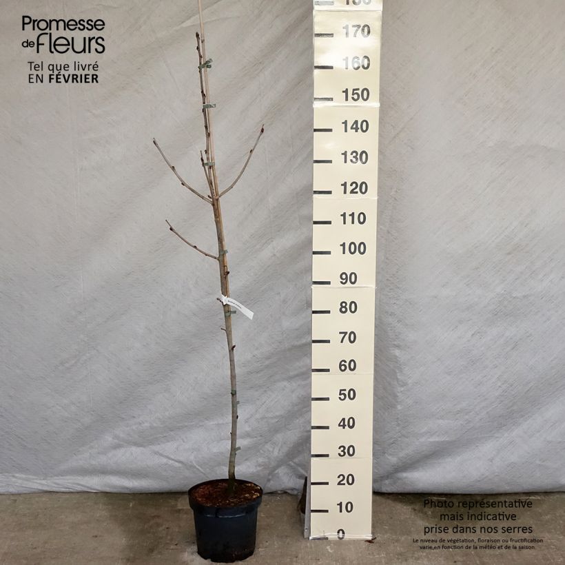 Sorbus scalaris - Serbal Maceta 7,5L/10L Ejemplar entregado en invierno