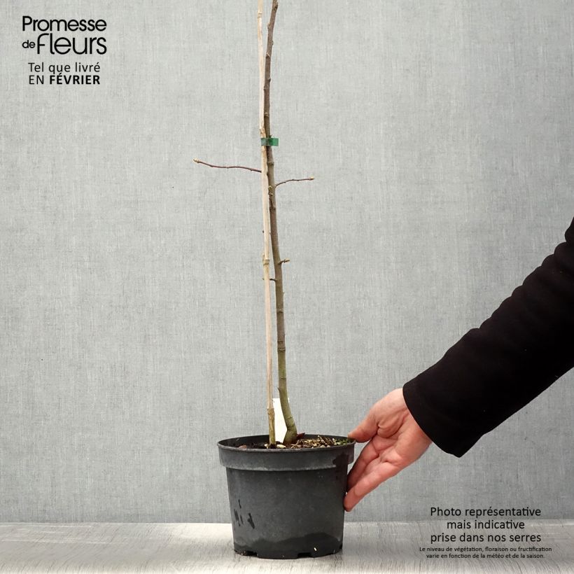 Sorbus torminalis - Mostajo Maceta 3L/4L Ejemplar entregado en invierno