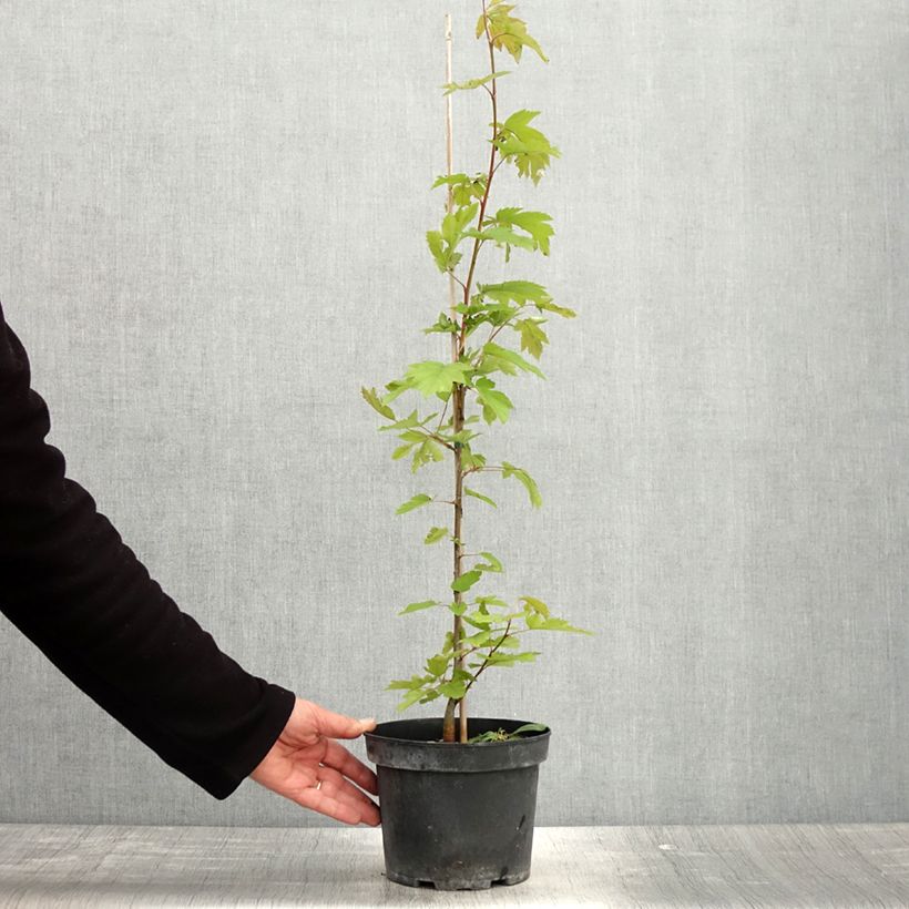 Sorbus torminalis - Mostajo Maceta 3L/4L Ejemplar entregado en la primavera