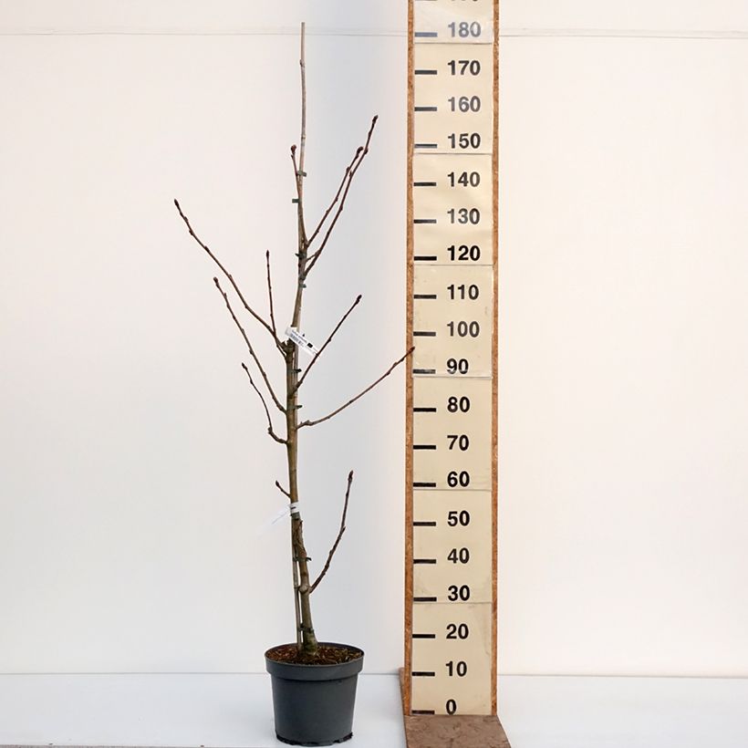 Sorbus wilfordii - Serbal Maceta 7,5L/10L Ejemplar entregado en invierno