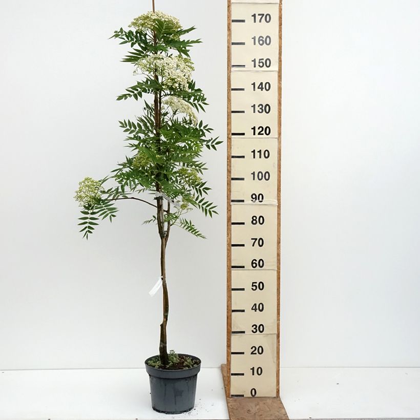 Sorbus wilfordii - Serbal Maceta 7,5L/10L Ejemplar entregado en la primavera