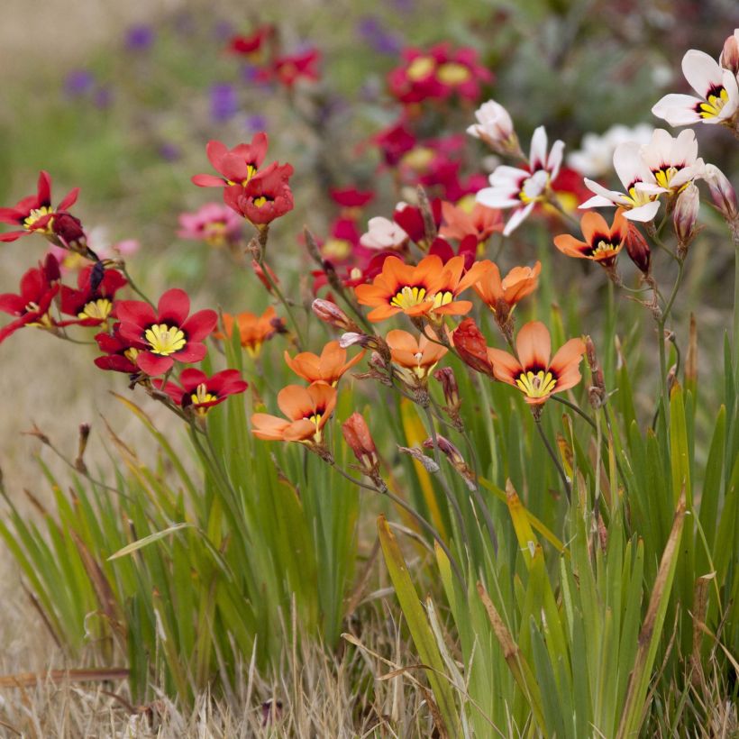 Sparaxis tricolor Mix - Arlequina (Porte)