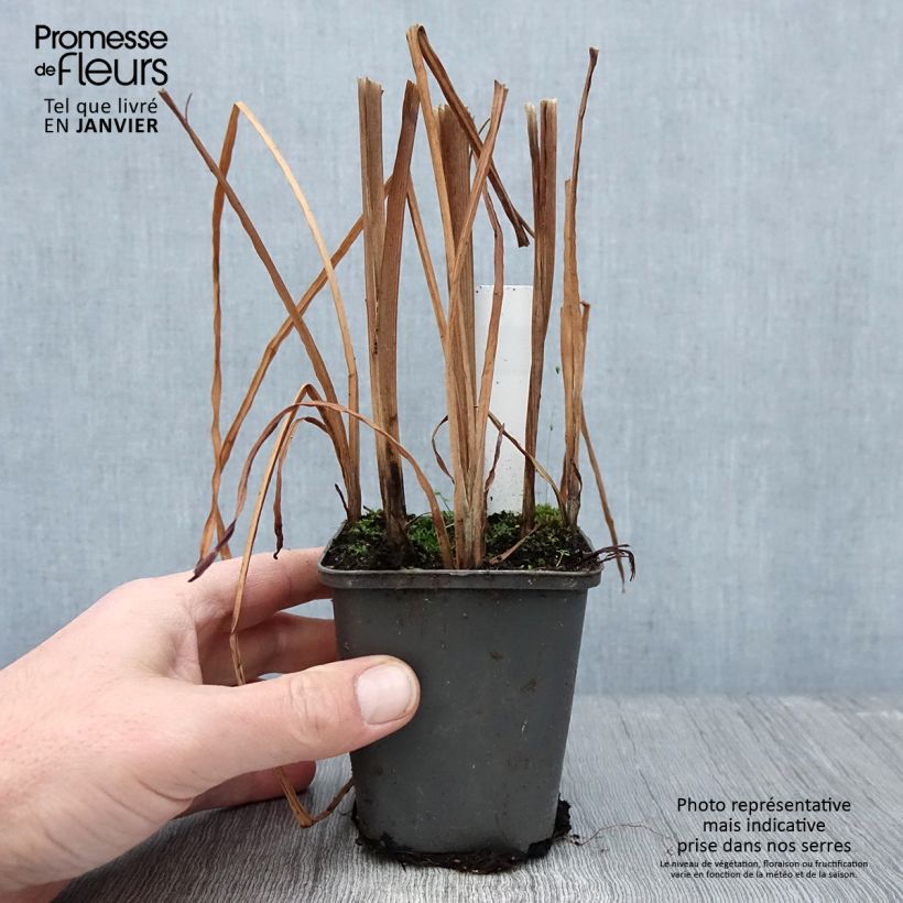 Sparganium erectum Maceta de 8/9 cm Ejemplar entregado en invierno