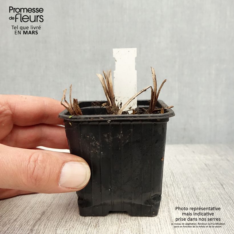 Sparganium erectum Maceta de 8/9 cm Ejemplar entregado en la primavera