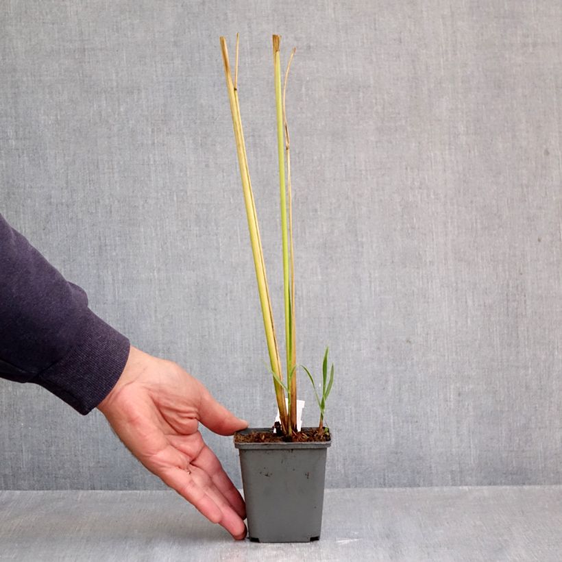 Ejemplar de Spartina pectinata Aureomarginata Maceta de 8/9 cm entregado en otoño