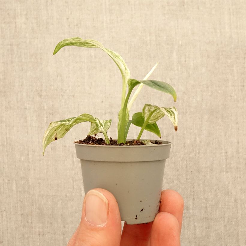 Spathiphyllum Sensation miniplanta Ejemplar entregado en la primavera