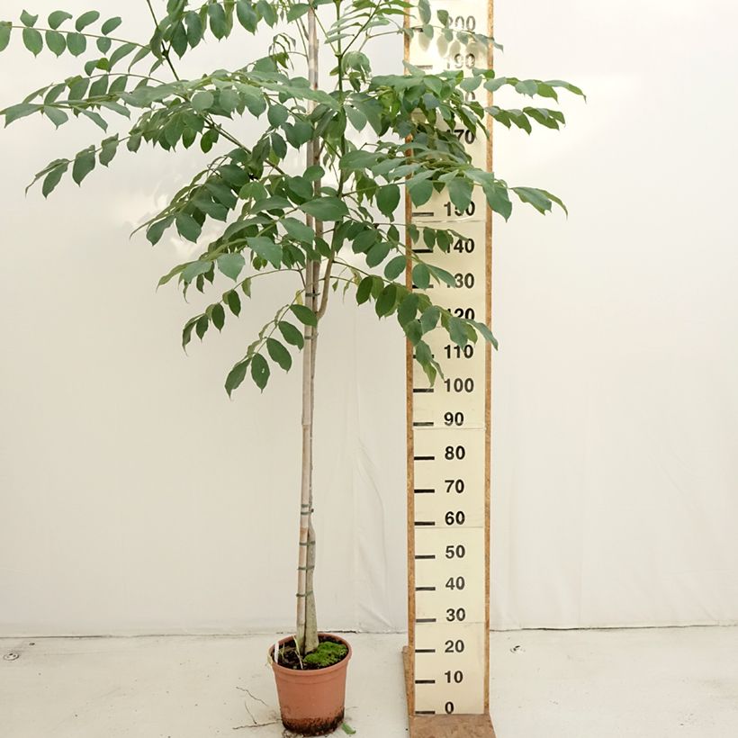 Ejemplar de Spathodea campanulata - Tulipán africano Maceta 7,5L/10L entregado en otoño