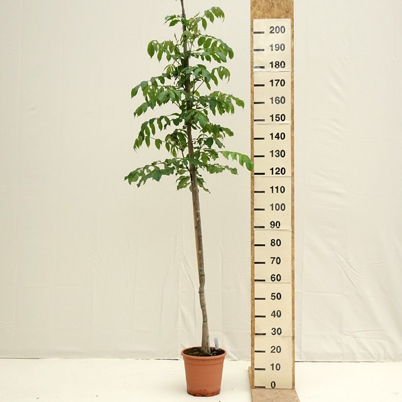 Spathodea campanulata - Tulipán africano Maceta 7,5L/10L Ejemplar entregado en la primavera