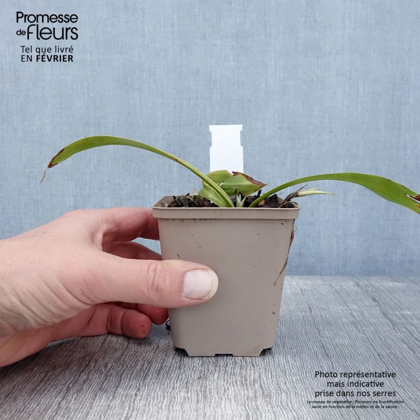 Speirantha convallarioides Maceta de 8/9 cm Ejemplar entregado en invierno