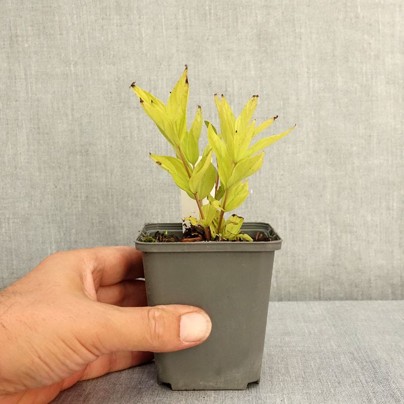Ejemplar de Spigelia marilandica Little Red Head Maceta de 8/9 cm entregado en verano