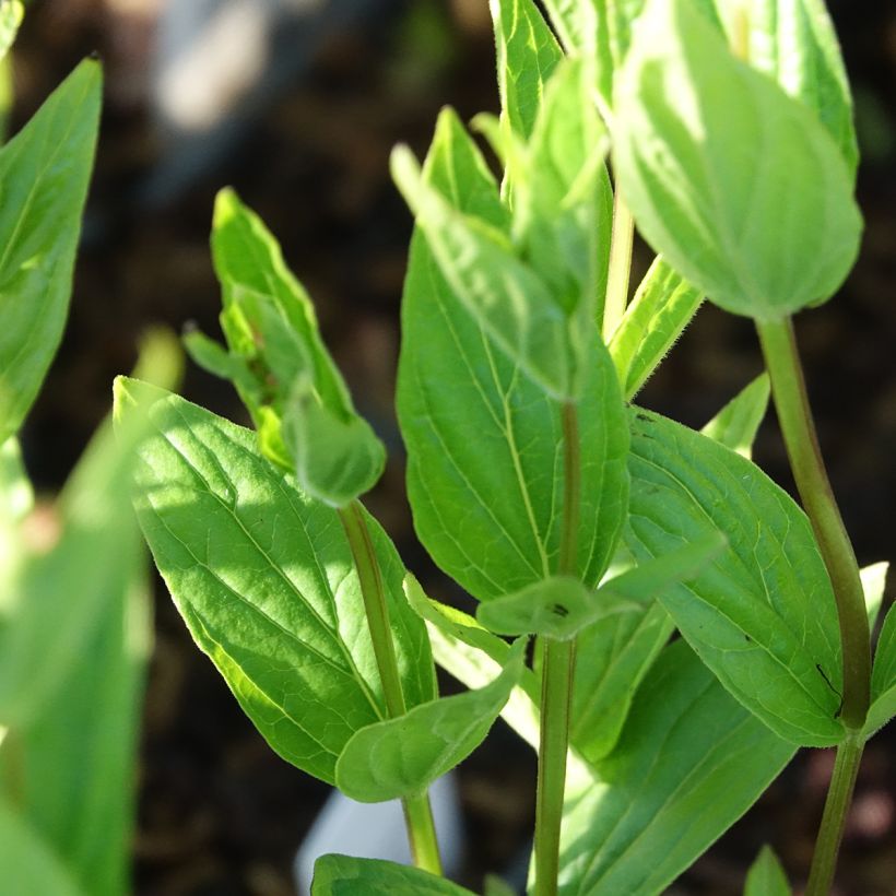 Spigelia marilandica Spigelia marilandica (Follaje)