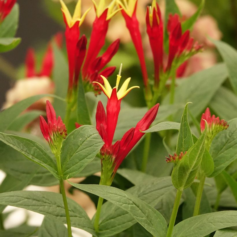 Spigelia marilandica Spigelia marilandica (Floración)