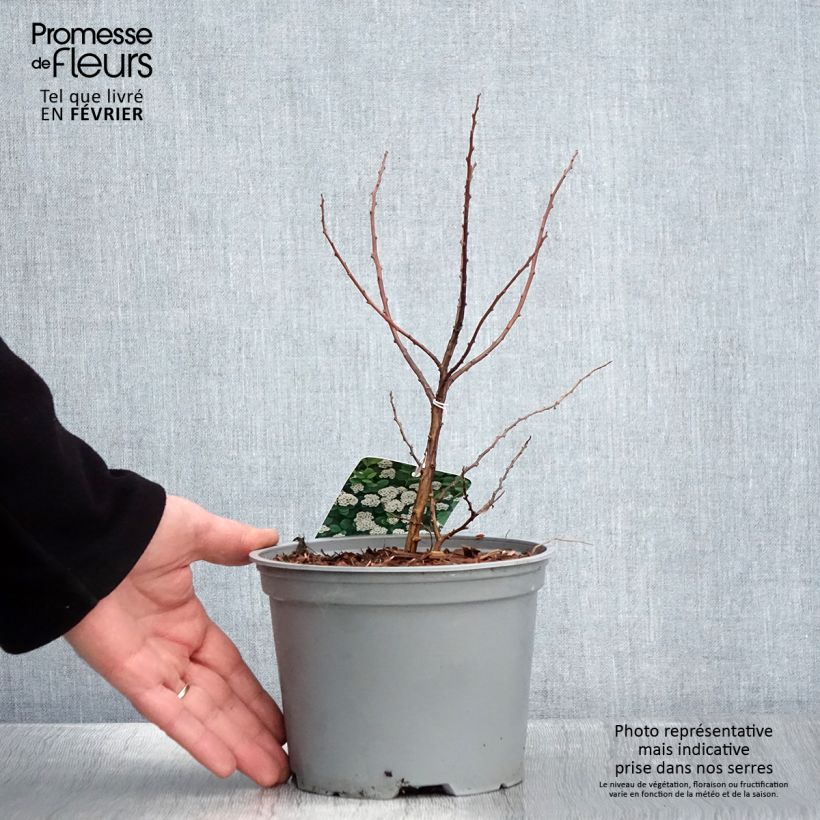 Espirea betulifolia Island Maceta 2L/3L Ejemplar entregado en invierno
