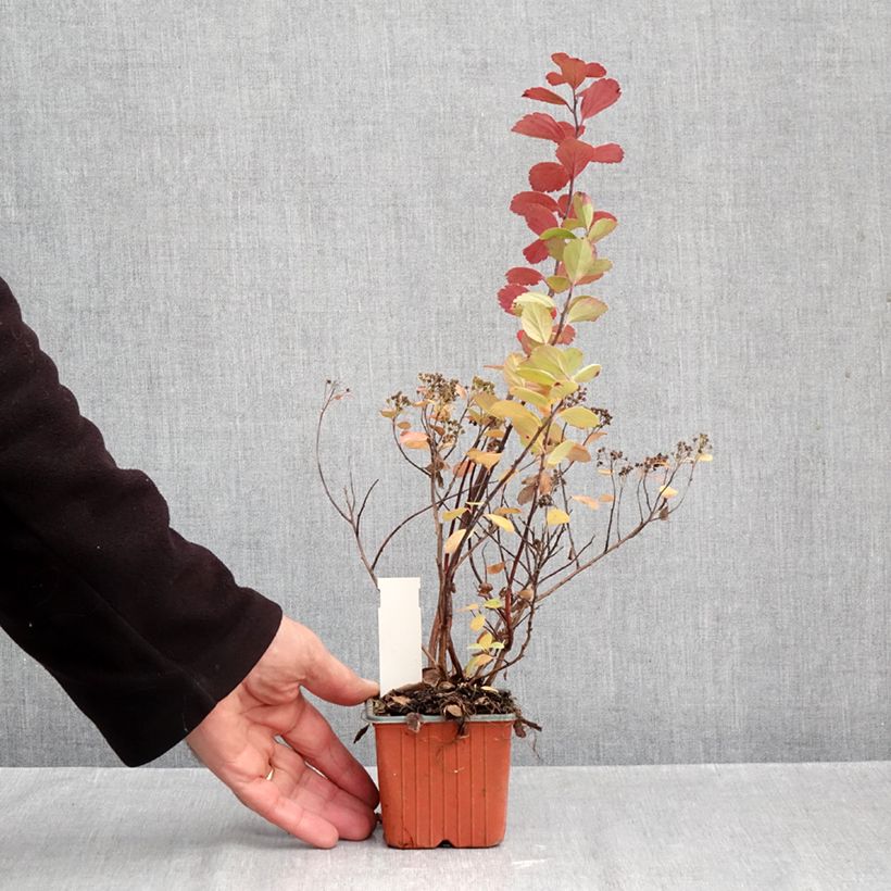 Ejemplar de Espirea betulifolia Island Maceta de 8/9 cm entregado en otoño