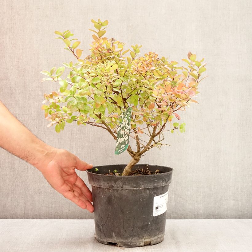 Ejemplar de Espirea betulifolia Island Maceta 2L/3L entregado en verano