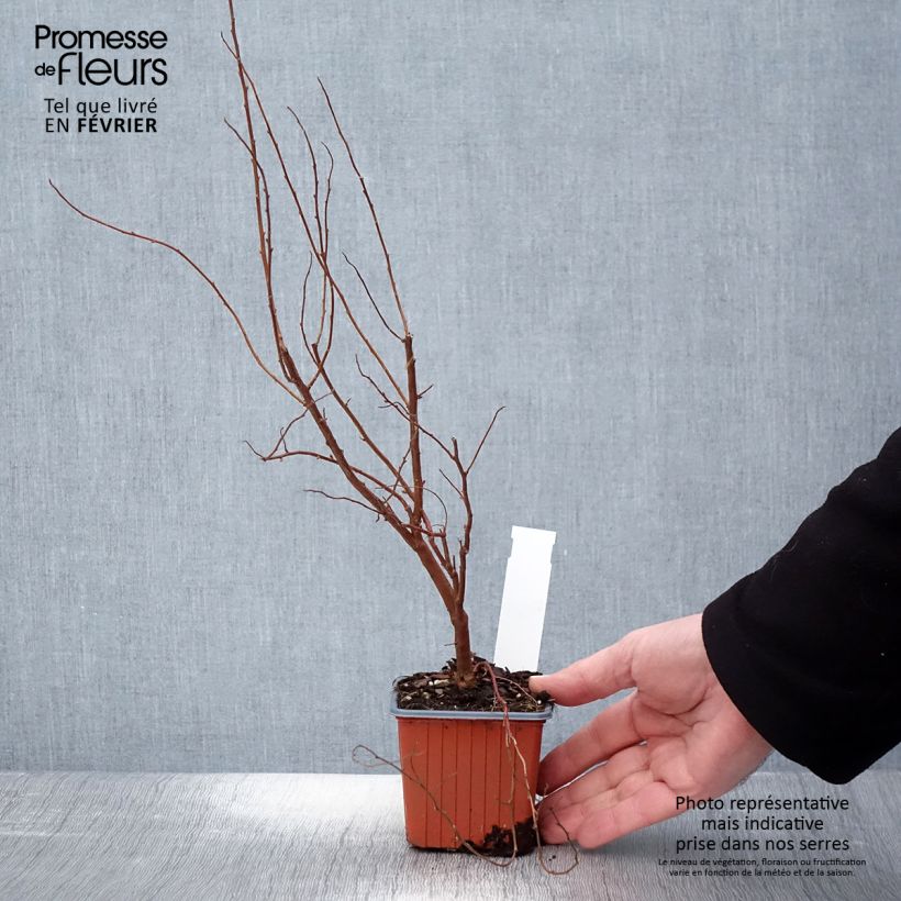 Espirea billiardii Maceta de 8/9 cm Ejemplar entregado en invierno