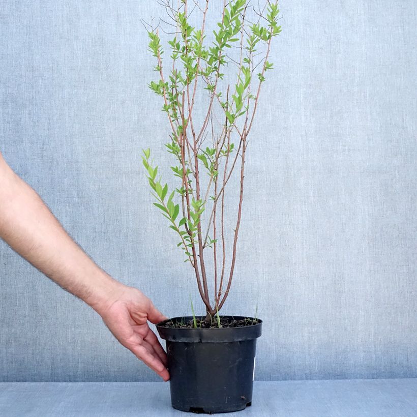 Ejemplar de Espirea billiardii Maceta 3L/4L entregado en verano