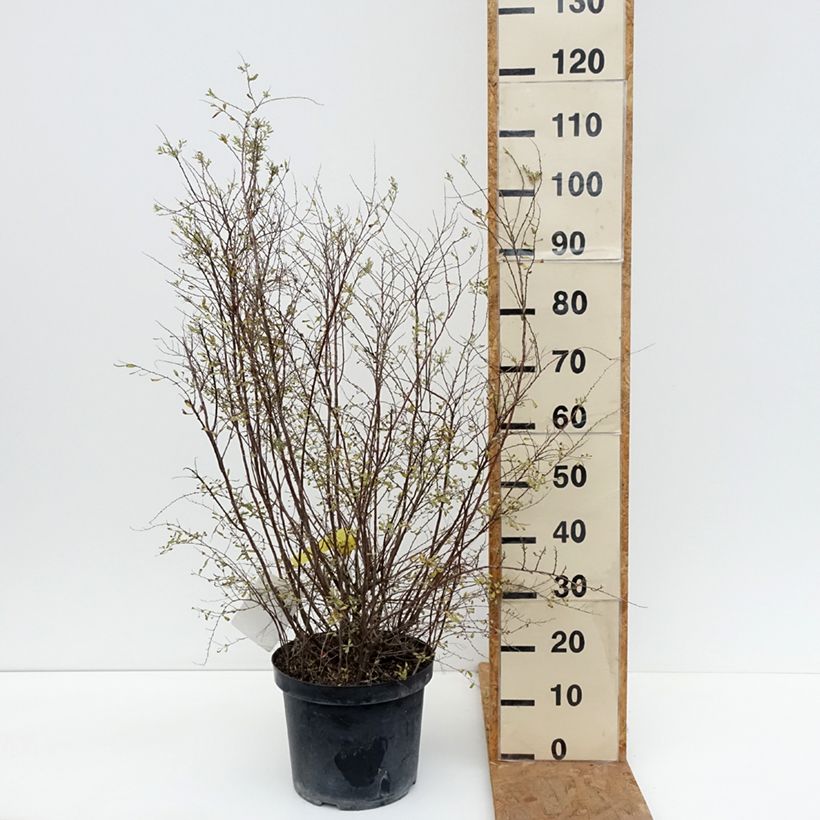 Ejemplar de Espirea cinerea Graciosa Maceta 7,5L/10L entregado en otoño