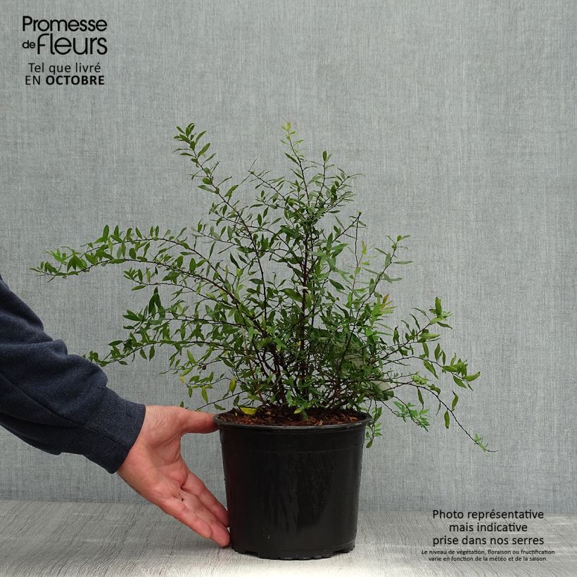 Ejemplar de Espirea cinerea Grefsheim Maceta 3L/4L entregado en otoño