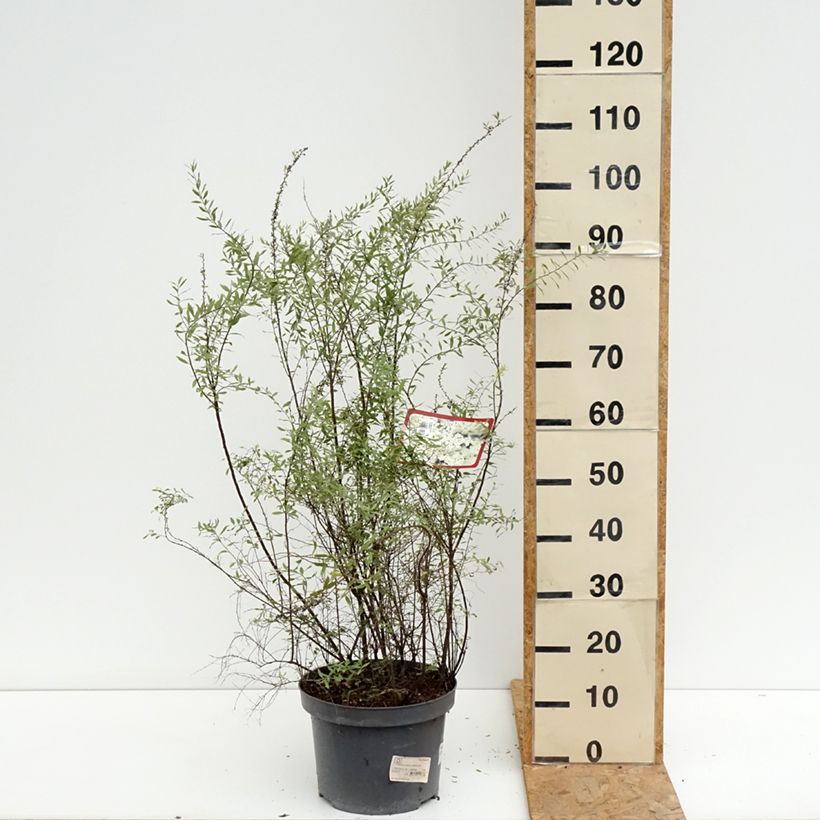 Ejemplar de Espirea cinerea Grefsheim Maceta 7,5L/10L entregado en verano