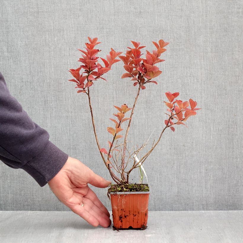 Ejemplar de Espirea densiflora Maceta de 8/9 cm entregado en otoño