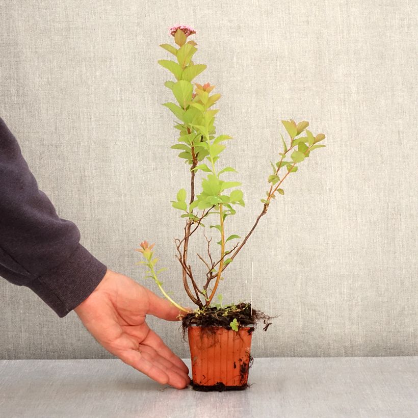 Espirea densiflora Maceta de 8/9 cm Ejemplar entregado en la primavera