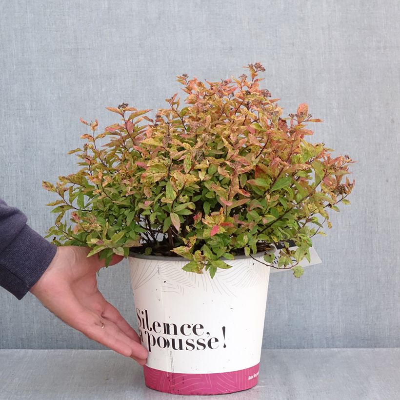 Ejemplar de Spiraea japonica Little Flame - Spirée japonaise Pot de 2L/3L entregado en otoño