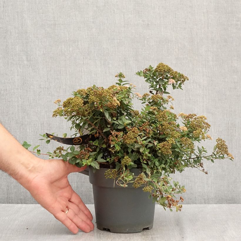 Ejemplar de Espirea japonica Odessa - Espirea del Japón Maceta 2L/3L entregado en verano