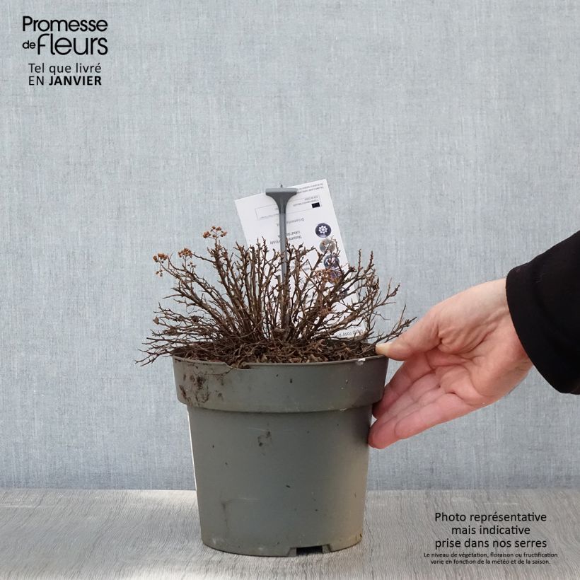 Espirea japonica Odessa - Espirea del Japón Maceta 2L/3L Ejemplar entregado en invierno